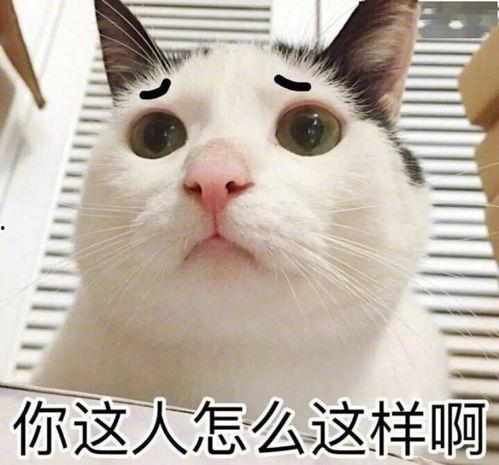 吃瓜群众视频猫咪表情包,吃瓜群众的萌态演绎
