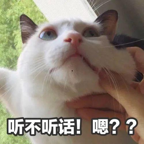 吃瓜群众视频猫咪表情包,吃瓜群众的萌态演绎