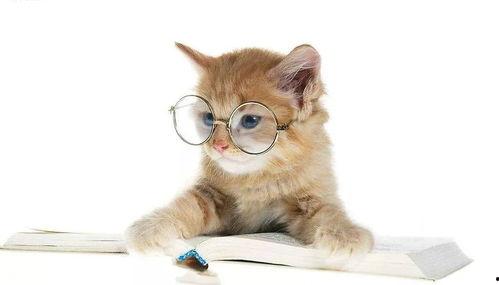 娱乐吃瓜猫的作品