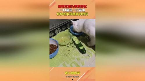 娱乐吃瓜酱罐头视频下载,揭秘热门娱乐瞬间